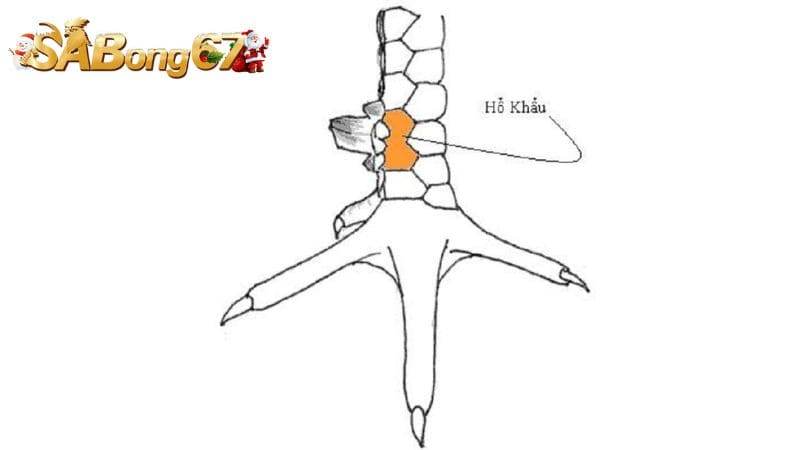 Cách chọn gà mang vảy Hổ Khẩu chính xác nhất