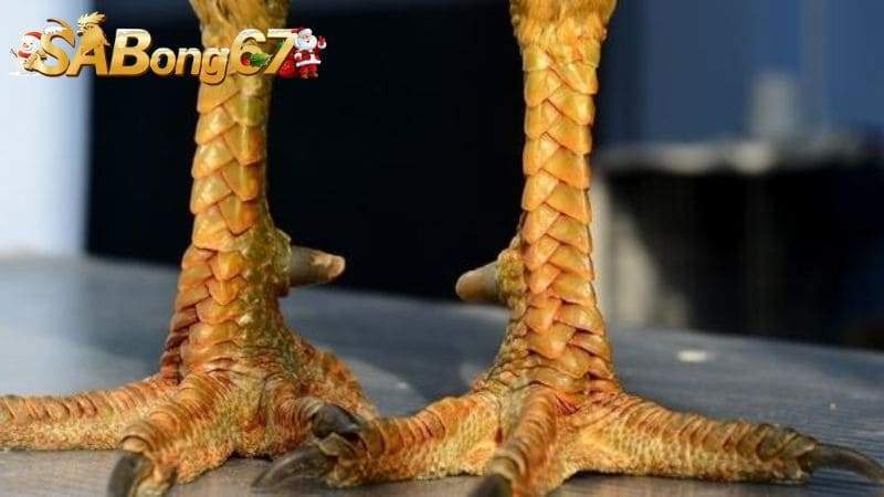 Ưu điểm của chiến kê mang vảy Hổ Khẩu