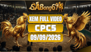 Video Đá Gà CPC5 Ngày 09/09/2026 Xem Full Trên SABONG67
