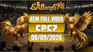 Video Đá Gà CPC7 Ngày 08/09/2026 Xem Full Trên SABONG67