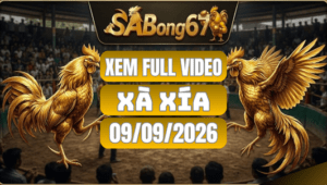 Video Đá Gà Xà Xía Ngày 09/09/2026 Xem Full Trên SABONG67