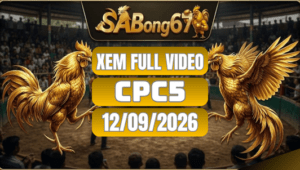 Xem Full Video Đá Gà CPC5 Ngày 12/09/2026 Trên SABONG67