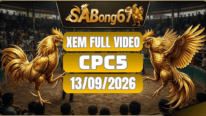 Xem Full Video Đá Gà CPC5 Ngày 13/09/2026 Trên SABONG67
